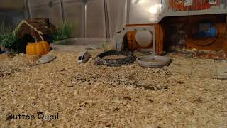 Button Quail Cam 11124 buttonquail birds cuteanimals pets [upl. by Eelimaj]