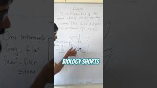 What is Cladode viralbiology biology botany botanyshorts [upl. by Emilee718]