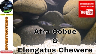 African Cichlids  Afra Cobue amp Elongatus Chewere  Lake Malawi Mbuna Unboxing [upl. by Lyssa313]