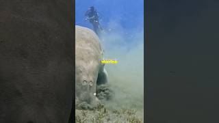 Dugong The Oceans Gentle Giant facts viralvideo ytshorts 1million shortvideo shorts [upl. by Karas604]