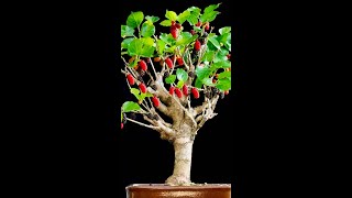 Grow Mulberry Tree from Cuttinggraftingplantreelsvideogardenideasindoorplantsgarden composite [upl. by Bashemeth]