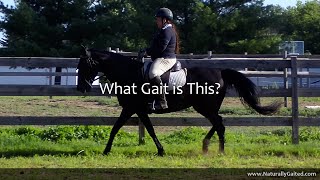 What Gait is This GaitedHorse [upl. by Airetahs170]