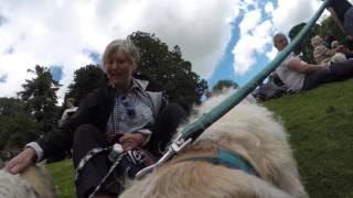 GoPro Stumpy Buckley Dandie Dinmont Terrier  Dandie Derby 2017 The Haining Selkirk [upl. by Groves]