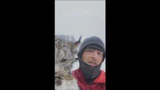 Funny Wild Lynx Gets Caught After Killing Chickens [upl. by Acinahs325]