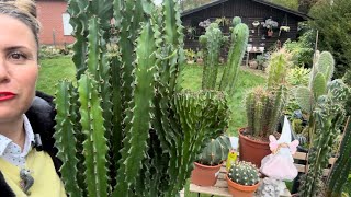 KUTU AÇALIM🌸ÖZEL TÜR MÜDÜR🍀EUPHORBIA CRISTATA kaktusbakımı sukulentbakımı [upl. by Naquin]