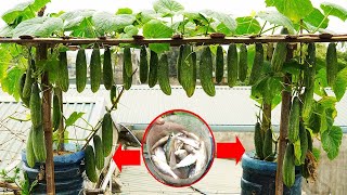 How To Grow Cucumbers In Plastic Containers For HUGE Harvests And FAST Yields [upl. by Otrebmuh]