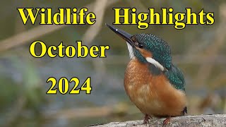 Wildlife Highlights October 2024 [upl. by Ingemar]