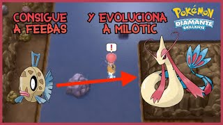 Como Conseguir A FEEBAS Y EVOLUCIONARLO A MILOTIC En Pokemon Diamante Brillante Y Perla Reluciente [upl. by Morehouse]