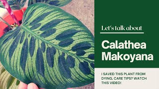 Calathea Makoyana Plant Care Guide  Peacock Plant Care Guide [upl. by Ysle413]