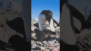 Penguins 🐧 in Paradise penguin trending subscribe paradise ice beautiful ai aigenerated [upl. by Cinimod]