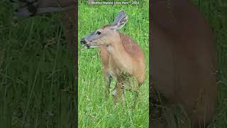 Lovely Whitetailed deer amp a cawing crow [upl. by Brita914]