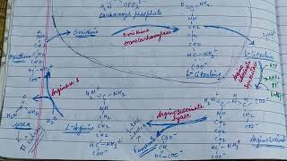 Patters of Nitrogenous Excretion in Animalszoology zoologynotes excretion [upl. by Naved]