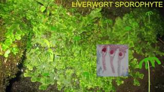 LIVERWORT LIFE CYCLE IMAGES [upl. by Asus]