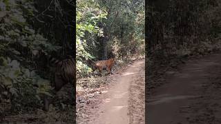 This morning bajirao male 🐯 rukhad buffer tiger shorts shortvideo close encounters 😱9131161090 [upl. by Rehpotsirhc18]