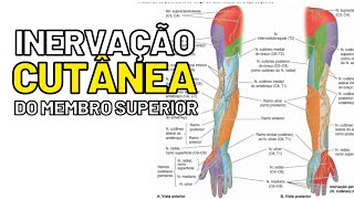 Inervação CUTÂNEA do MEMBRO SUPERIOR  Aula de Anatomia humana grátis e fácil [upl. by Yeliah]