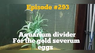 aquarium divider for the gold severum [upl. by Tirza]