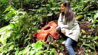 Amorphophallus titanum amp Rafflesia arnoldii Ekspedisi KPPL [upl. by Nela]