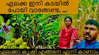 Cardamon ഏലം കൃഷി ഏലം കൃഷി കണ്ടിട്ടുണ്ടോ elamcardamom elamkrishiidukki [upl. by Ahtiekal278]