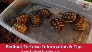 Redfoot Tortoise Hatchling Care Tutorial [upl. by Eelesor]