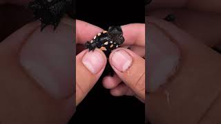 Unboxing the Critically Endangered Rote Roti Island Snake Neck Turtle‼️ Chelodina mccordi [upl. by Anderer]