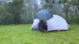 SOLO CAMPING IN HEAVY RAIN Relaxing Sound of Rain amp Thunderstorm ASMR [upl. by Tarrant]