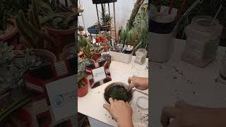 Succulent plant succulents plants cactus propagation homegarden tips care [upl. by Ahsieit]