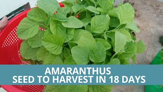 Growing Amaranthus Seed to Harvest in 18 Days Home Terrace Garden  SeedBasket Time lapse [upl. by Allebram]