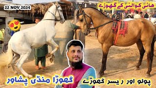 Horse Mandi Peshawar New Updates 22112024  New Horses Arrived  Kabli amp Desi Horse Price  Izhar [upl. by Jaclin]