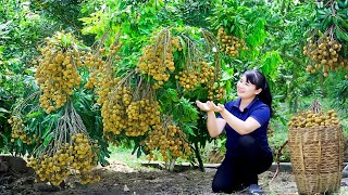 How to Harvest Longan goes To Market Sell  Harvesting and Cooking Tieu Vy Daily Life [upl. by Flower]