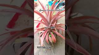 Ananas lucidus Plant [upl. by Notliw]