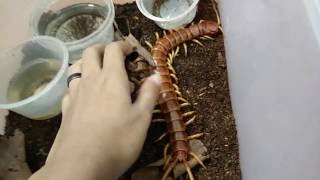 Handling the Biggest Centipede in the world [upl. by Sancho752]