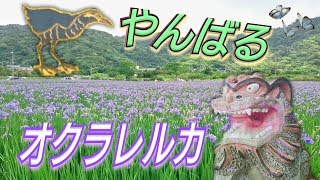 沖縄県大宜味村喜如嘉オクラレルカ～Iris Ochroleuca okinawa japan～ [upl. by Ames]