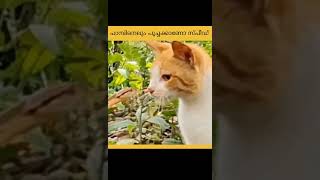 😸 പാമ്പിനെലും പൂച്ചക്കാണോ സ്പീഡ്  Snakes And Cats Have Speed MJ Fact Malayalam [upl. by Ihtraa]