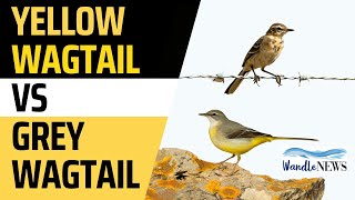 Yellow Wagtail Vs Grey Wagtail [upl. by Hsirrap]