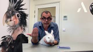 Quand et comment vacciner son lapin [upl. by Courtnay]