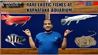 Rare Exotic Fishes At KARNATAKA AQUARIUM  Super Red Arowana  Snow Gar  Blue Base Arowana [upl. by Breger]