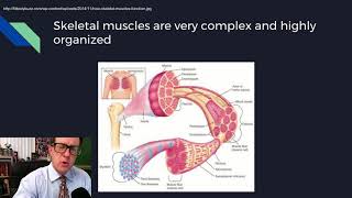 Physiology Lecture 08 Excitable Tissues [upl. by Francois764]