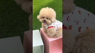 How to buy cute pomeranian dog  Pomeranian dog online order kaise kare 😱 shorts pomeranian dog [upl. by Eeraj]