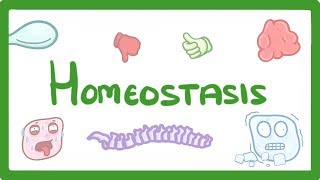 GCSE Biology  Homeostasis 54 [upl. by Lotz]