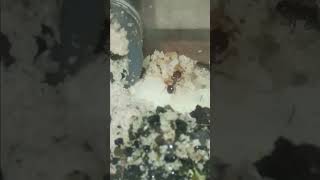 Pheidole Majors Moving Brood antkeeping ants pheidole [upl. by Ellevart975]