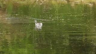 Australasian Grebe [upl. by Sugihara]