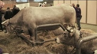 Salon de lAgriculture  la région représentée Toulouse [upl. by Adelbert83]