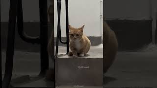 shortvideo funny mycatchannel cat petschannel yourcat funnycats catschannel pets [upl. by Aeslahc23]