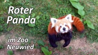 Rote Panda im Zoo Neuwied [upl. by Paresh]