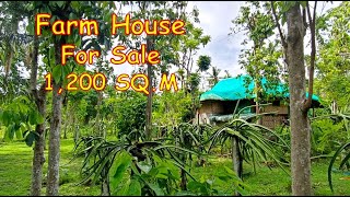 1200 SQM FARM HOUSE FOR SALE PROP177 DOLORES QUEZON [upl. by Nyliahs]