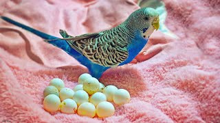 Egg Candling amp Budgie Eggs Infertile [upl. by Childs525]