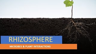 RHIZOSPHERE  PLANT SURFACE MICROORGANISMS  MICROBES amp PLANT INTERACTIONS  ENVIRONMENTAL MB [upl. by Getter833]