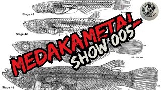 【MEDAKA】Best Spawning Mop for Japanese RiceFish Medaka Metal Show 005【メダカ】【RiceFish】 [upl. by Eckart]