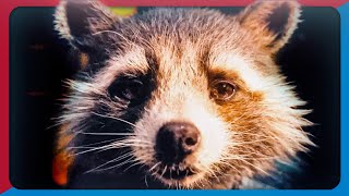 Guardians Of The Galaxy Vol 3 Song  To The Sky  NerdOut Rocket Raccoon Song [upl. by Elleniad248]