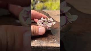 Succulent bonsai p5 bonsai india craft ideas usa trending shortvideo share succulent [upl. by Thant]